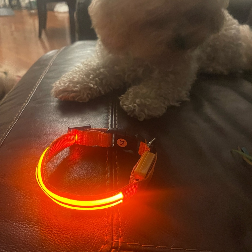 Light up dog collar rechargeablee XS oranges red collar NWT